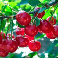 Саженец Вишня Любская